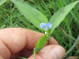 Image result for Commelina diffusa