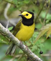 Best dining in surfside beach, texas gulf coast: Restaurants In Surfside Beach Tour Texas