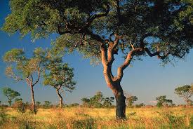 Image result for Acacia kirkii