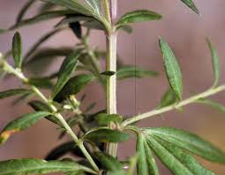 Maybe you would like to learn more about one of these? Artemisia Vulgaris Lower Hudson Partnership For Regional Invasive Species Management