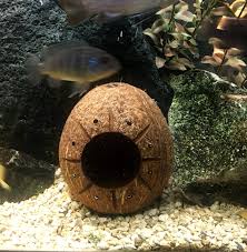 Aquarium Coconut Cave With Sunburst Carving One Hole Or Two Etsy Aquarium Decorations Betta Fish Aquarium Accessories