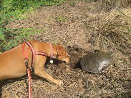 Pin On Dog Friendly Things To Do