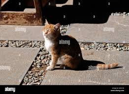 Marmalade Kitten High Resolution Stock Photography And Images Alamy