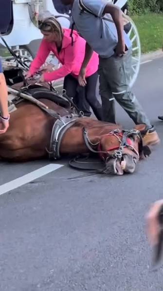 HOW MANY MORE HORSES WILL DIE IN NYC @nycmayor. , We are watching this  beautiful animal take their last breath. , Please let @speakermenin  @lynn4nyc know how you feel about this. They have the power ...