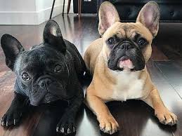 Cùng tìm hiểu về đặc tính và cách huấn luyện. Giá»'ng Cho Bulldog Anh Niá»m Tá»± Hao Quá»'c Khuyá»ƒn NÆ°á»›c Anh