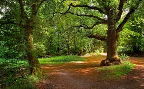 Image result for bosque