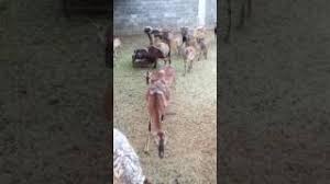 محمية المها الخرج الهياثم Youtube