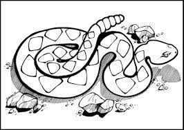 The western diamondback rattlesnake is the second largest rattlesnake species. The Rattlesnake Has Come To Capture The Imagination Of Beautiful Reptile For All Ages All Arou Animal Coloring Pages Snake Coloring Pages Turtle Coloring Pages