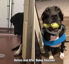 20 Photos To Remind You That Life Is Beautiful Animals Funny Dog Pictures Training Your Dog