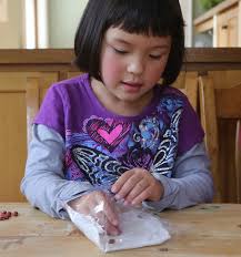 Place your bean in a bottle in a sunny location either inside or outside, and watch your bean grow! Germinate Seeds And Watch Them Sprout On The Windowsill Scholastic Parents