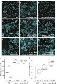 Image result for Stomatanthes sp.no.1