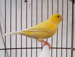 We did not find results for: Burung Kenari Holland Suara Merdu Performa Mantap Pricearea Com