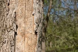 Check spelling or type a new query. Common Tree Pests How To Spot Them