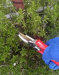 Image result for rosemary pruning