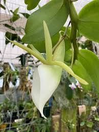 Image result for Angraecum infundibulare