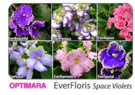 These varieties are only available as plants. Exclusive New Varieties Of Optimara African Violets