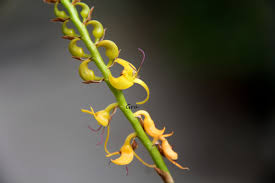 Image result for Bulbophyllum sandersonii