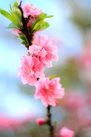 Mademoiselle Mermaid Friday Flower Pick Pink Blossoms Pink Flower Photos Pink Flowers Wallpaper Flower Photos