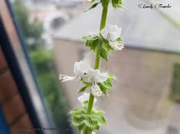 Image result for Ocimum americanum
