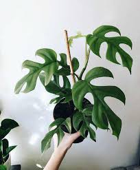 Imgur Com Plants House Plants Green Plants