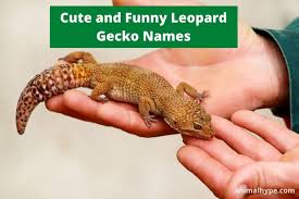 Untuk bumbu gecok lompong:cabe rawit, bawang merah, bawang putih, kencur, terasi bakar, gula, garam,penyedap rasa, santanuntuk bumbu pepes peda daun. 200 Cute And Funny Leopard Gecko Names Animal Hype