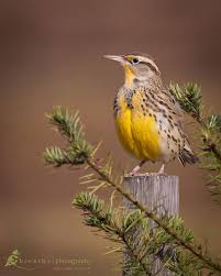 Birds Of Western New York State Kansas Montana Nebraska North Dakota Oregon Wyoming Western Meadowlark State Birds Bird Pictures Meadowlark