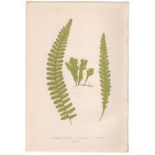 Image result for Trichomanes