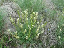 Image result for Astragalus