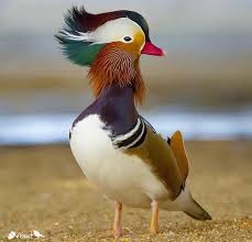 Names Birds That Start With B So Beautiful Mandarin Duck Bird Pictures Duck Photo