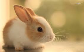 ♥bunny♥ is just a nickname for rabbit or hare. Cute Bunny Wallpapers Wallpaper Cave Cute Bunny Pictures Beautiful Rabbit Cute Bunny
