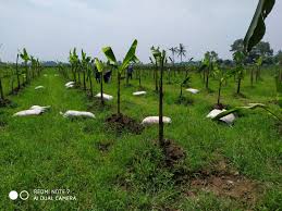 Berapa jarak ideal tanaman pisang? Ikhtiar Berkebun Pisang Masim Vavai Sugianto