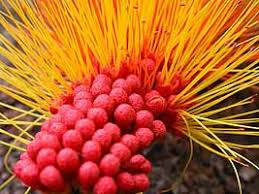 Image result for Combretum psidioides