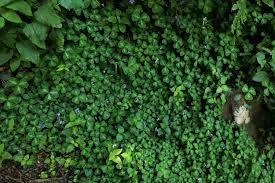 Image result for Parochetus africanus