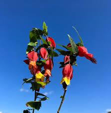 Image result for Abutilon grantii