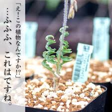 Image result for Dipcadi rigidifolium