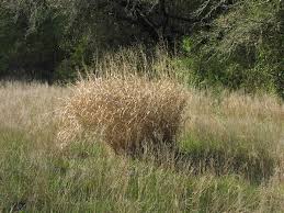 Image result for Panicum infestum