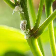 Bees and pets may be harmed if the product is ingested. How To Get Rid Of Mealybugs Planet Natural