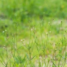 Image result for Cordylostigma virgatum