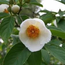 We did not find results for: Japanese Stewartia Deciduous Camellia Buy Japanese Stewartia Deciduous Camellia Stewartia Pseudocamellia