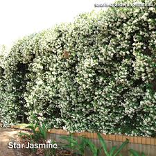 Check spelling or type a new query. Best Fast Growing Plants For Privacy And Screening Searles Gardening