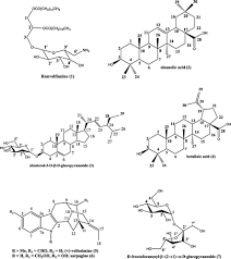 Image result for Campylospermum densiflorum