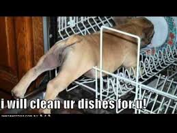 October 24, 2018, 6:18 pm. Clean Funny Animal Pics Youtube