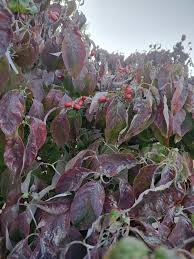 Image result for Acalypha psilostachya