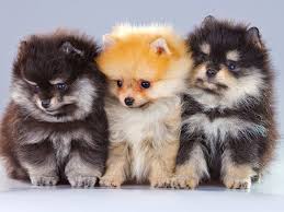 The tiny pomeranian or pom, has numerous nicknames. Pomeranian Puppies For Sale Near You