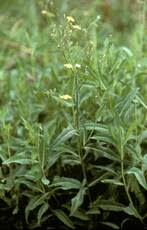 Image result for Alectra vogelii