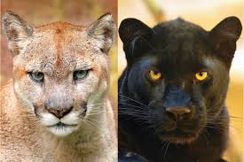 Image result for Panther Black 2002 Puma