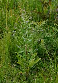 Image result for Cynoglossum lanceolatum