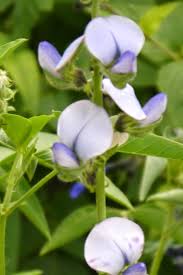 Image result for Crotalaria polysperma
