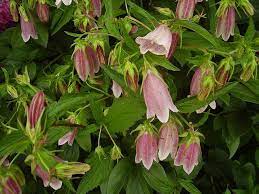 Pin On 1 20 Favorite Flowers And Vines