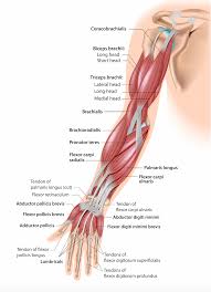 Image result for Elbow Exam